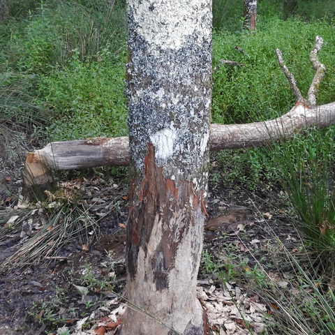 Beaver- chewed tree stump