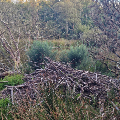 A beaver damn at Woodland Valley Farm beaver enclosure, near Ladock