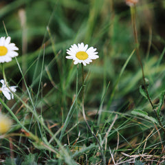 Flowers in our field at St Eval