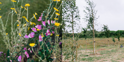 Wildflowers and Trees at St. Eval