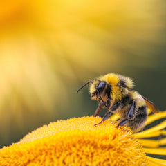 Bee on a flower