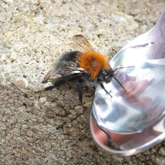 Bee and sugar water from beefayre.com