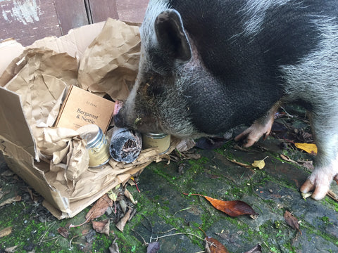 Sherlock the pig and the candles