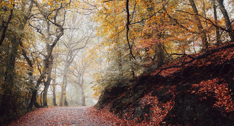 Autumn Woodland Walks