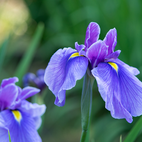 Image of an Iris Flower