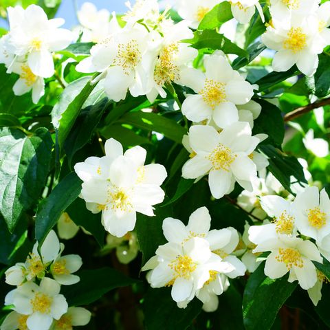 Image of Blossomed Jasmine Flowers