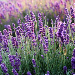 Lavender fields