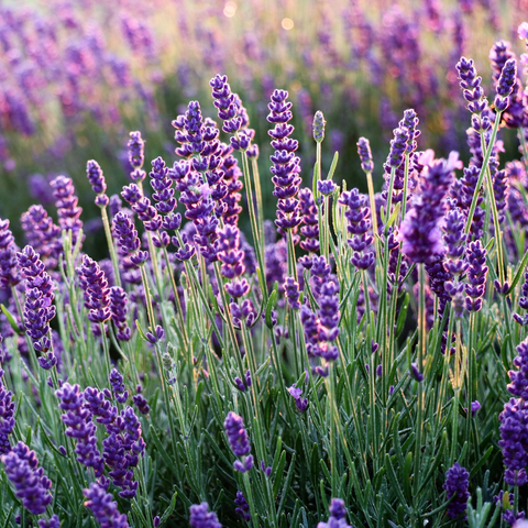 Lavender Growing In a Field Image