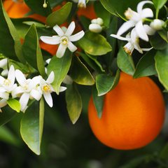 Orange blossom neroli