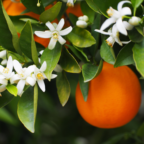 Orange Blossom Image