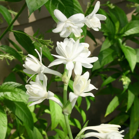 Image of a Tuberose Flower