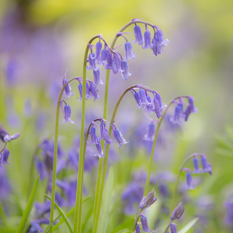 Bluebells