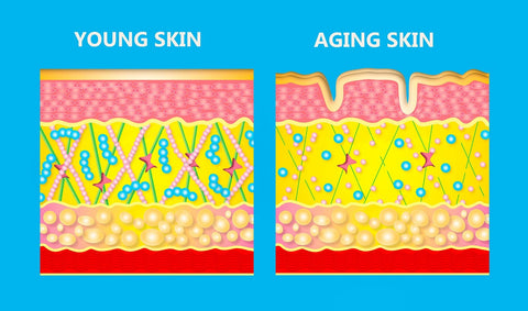 年轻皮肤与老化皮肤图