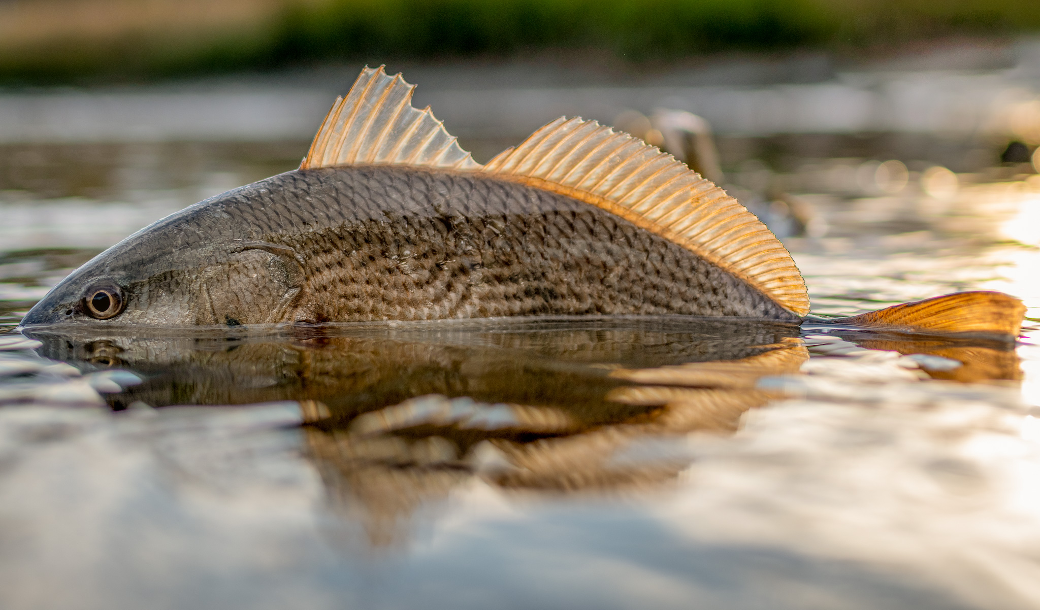 What Is The Difference Between Inshore Fishing vs. Offshore Fishing