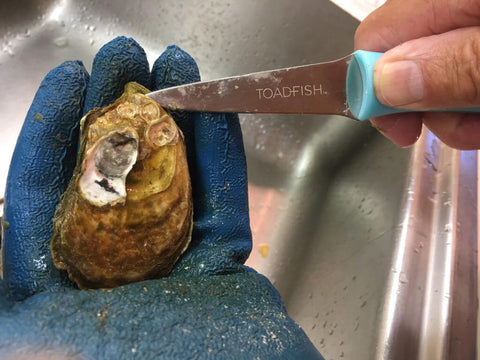 toadfish oyster knife shucking knife