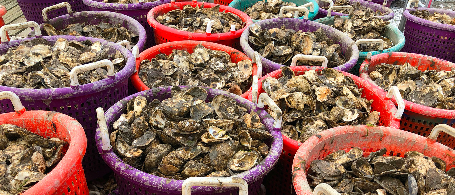 Oyster Shells