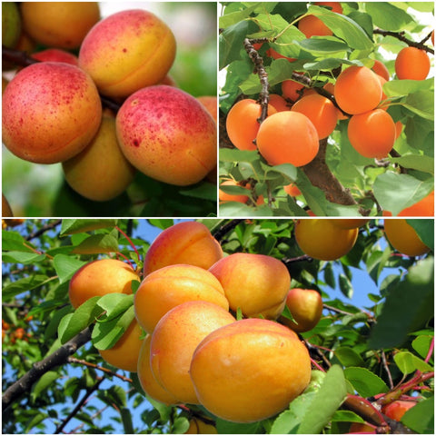 Apricot Trees