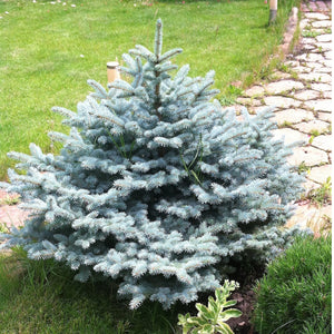 1 Gal Baby Blue Spruce Shrub With Silvery Turquoise Evergreen Needles Online Orchards