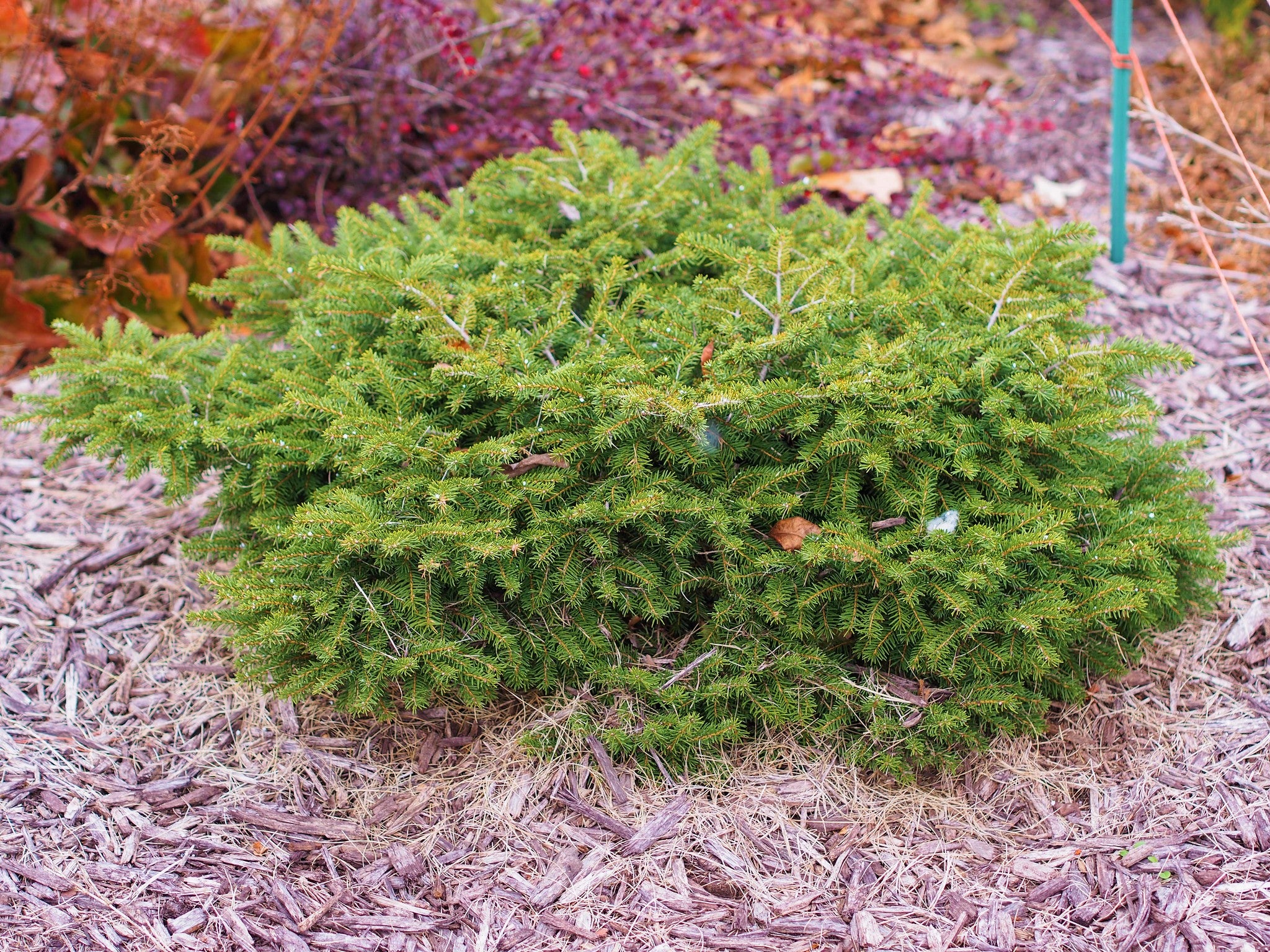 Bird's Nest Norway Spruce Shrub (1 Gal) Hardy, uniquely shaped, lowm