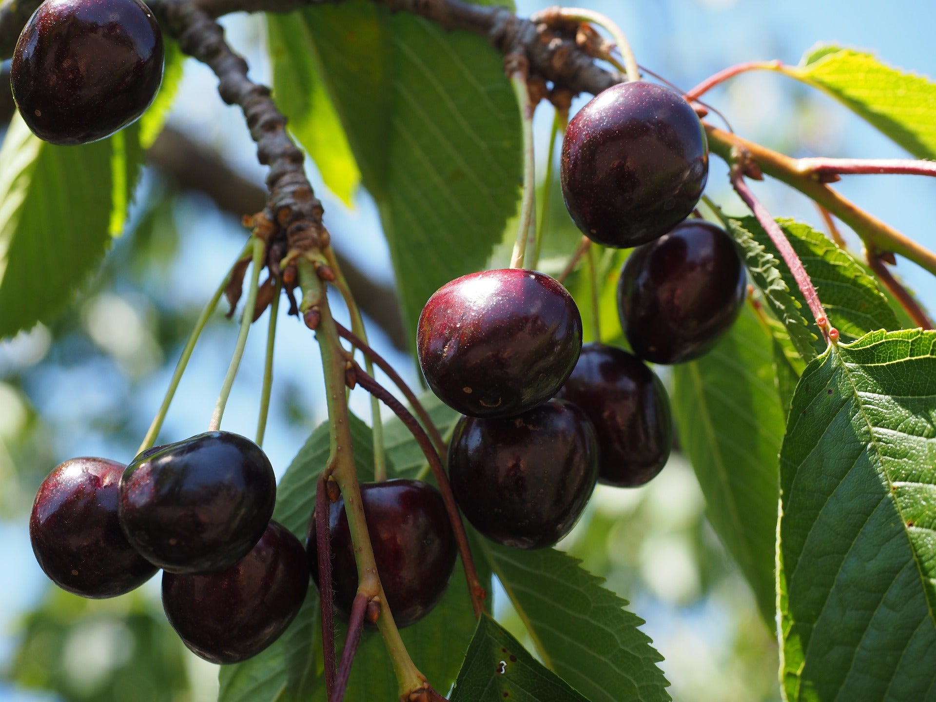 Black Tartarian Cherry Tree Facts