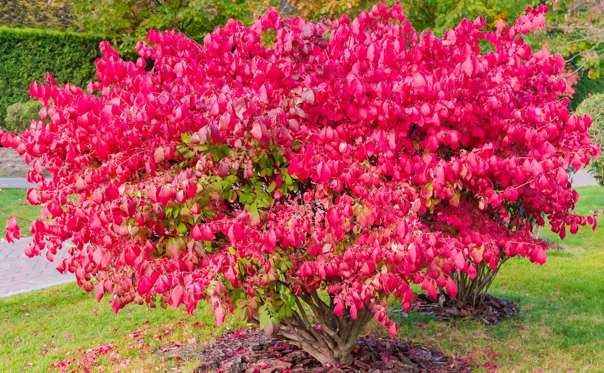 Gal. Dwarf Burning Bush Shrub - Compact Red Fall Color! – Online Orchards