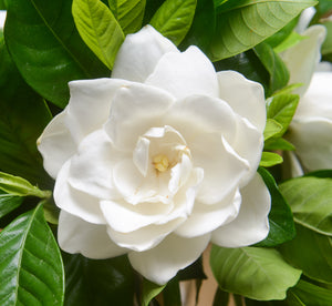 1 gal. Buttons Gardenia Cape Jasmine Flowering Shrub with Large Fragra –  Online Orchards
