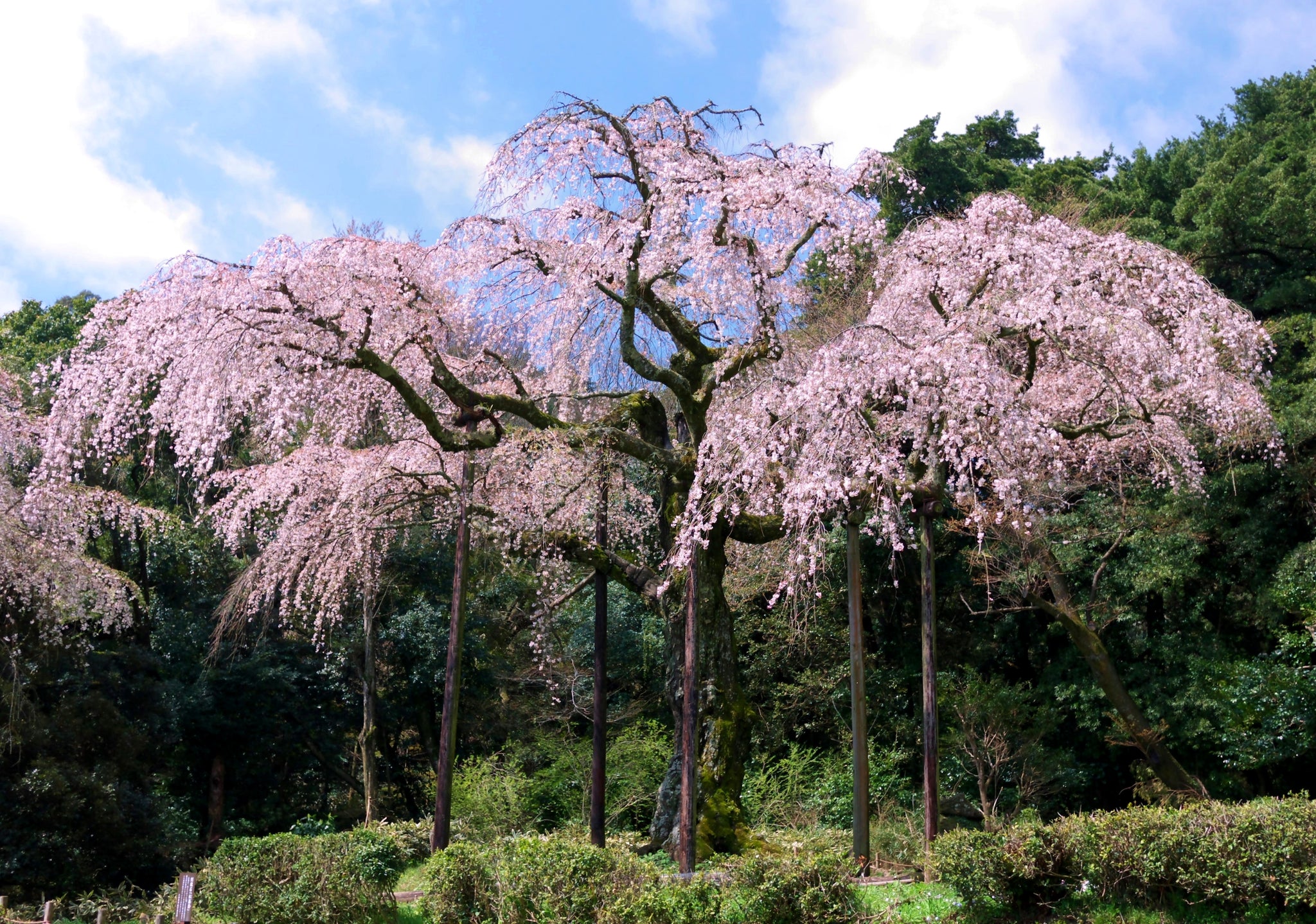 Double Pink Weeping Cherry Blossom Tree - Bright pink ...