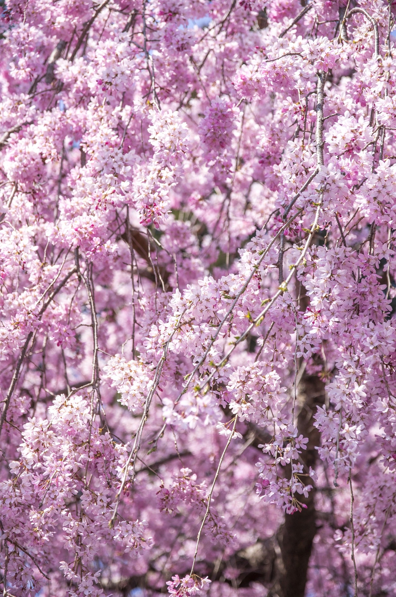 Double Pink Weeping Cherry Blossom Tree - Bright pink blossoms cascade ...