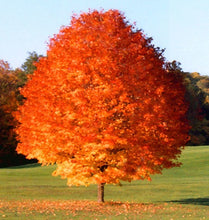 best time time to plant sugar maple trees