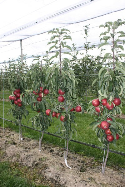 wild west new frontier apple tree produces how many apples