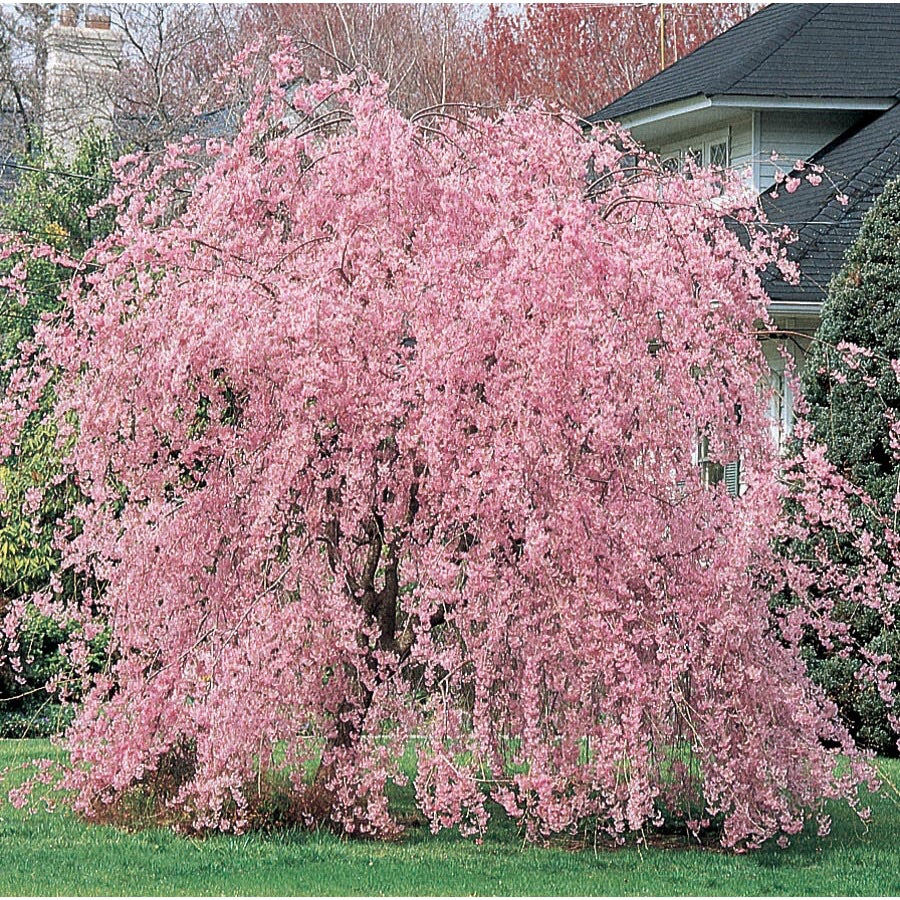 Double Pink Weeping Cherry Blossom Tree - Bright pink ...