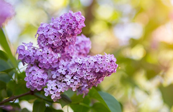 Royal Purple Lilac Flowering Shrub - Highly fragrant, large colorful b ...