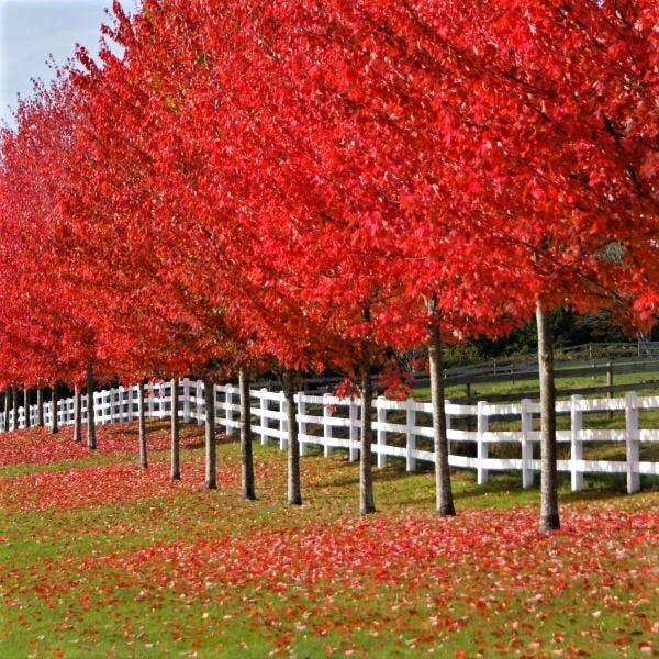 autumn blaze red maple