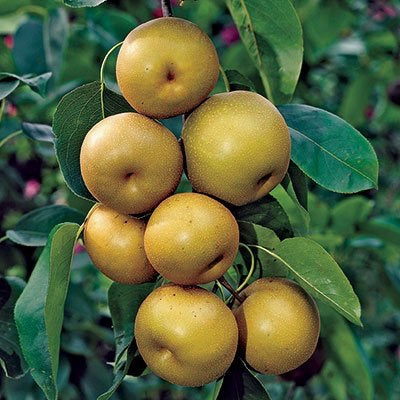 Shinseiki Asian Pear Tree Heavy Producer Of Sweet Snack Sized Fruit Online Orchards