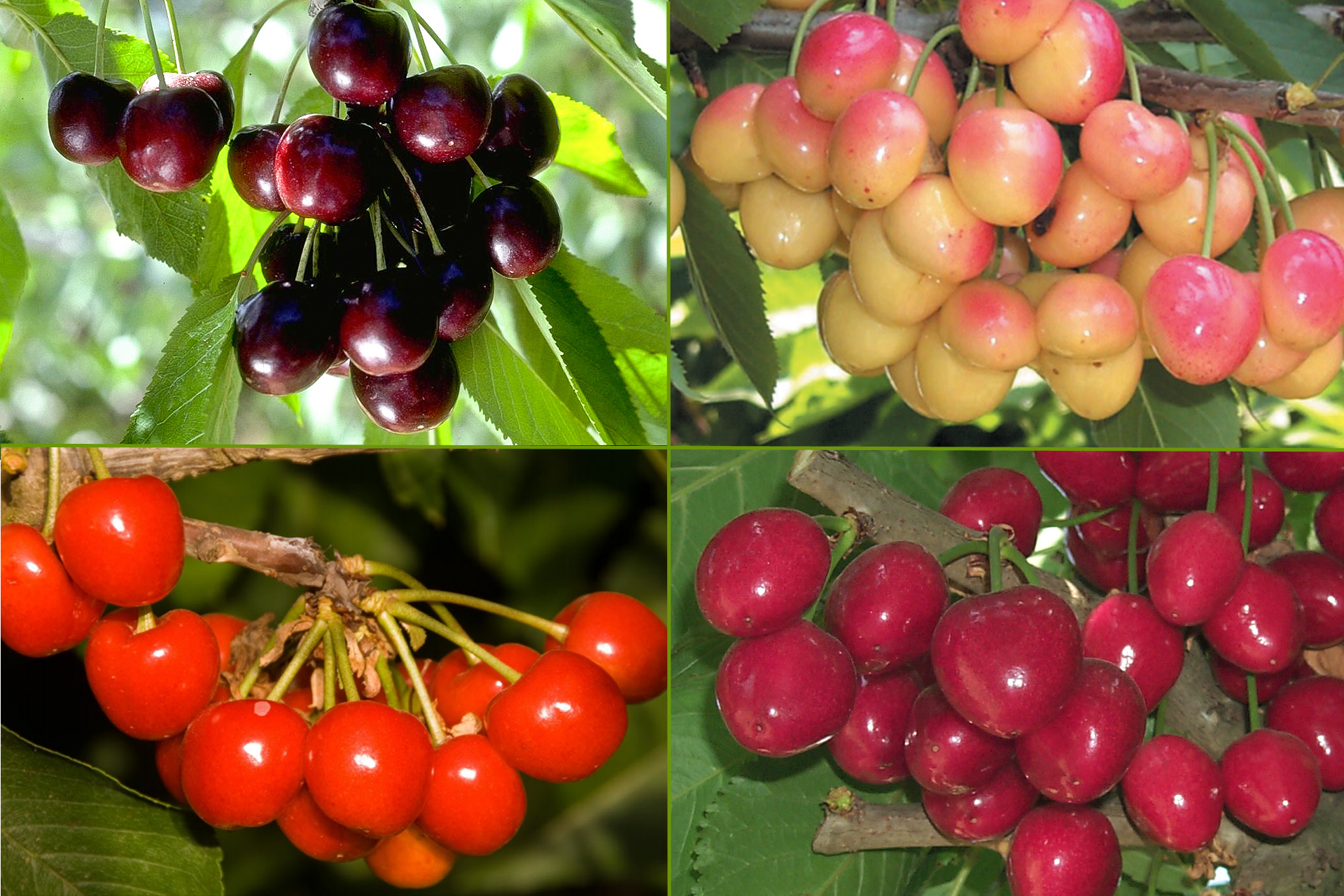 4in1 Cherry Jubilee Tree Different cherry varieties grow on each l