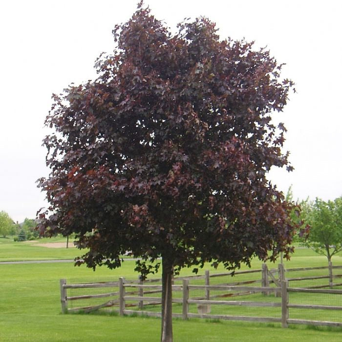 types of maple trees in michigan