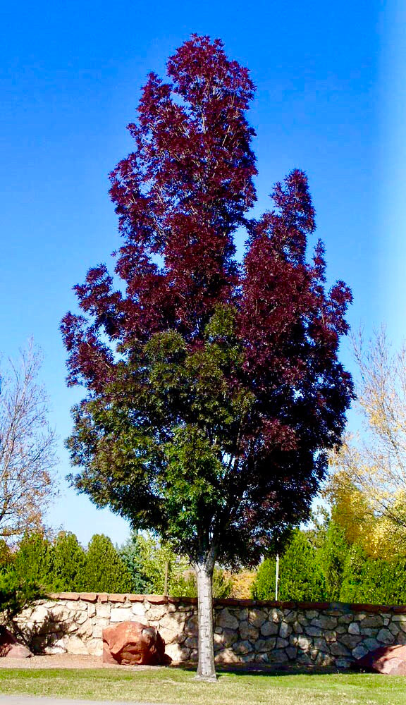 Purple Autumn Ash Tree Deep Autumn Color Minimal Leaf Raking 2 Ye