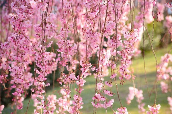 Double Pink Weeping Cherry Blossom Tree - Bright pink blossoms cascade ...