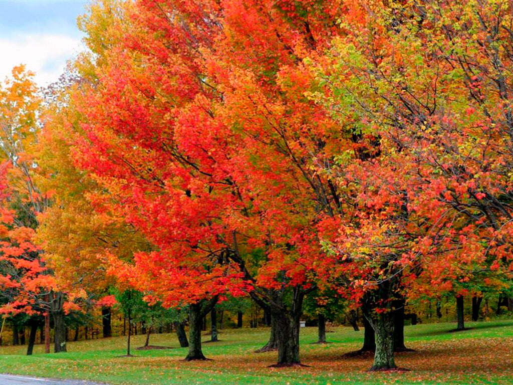 Sugar Maple Tree - Fast-growing native with bright fall color! (2 year