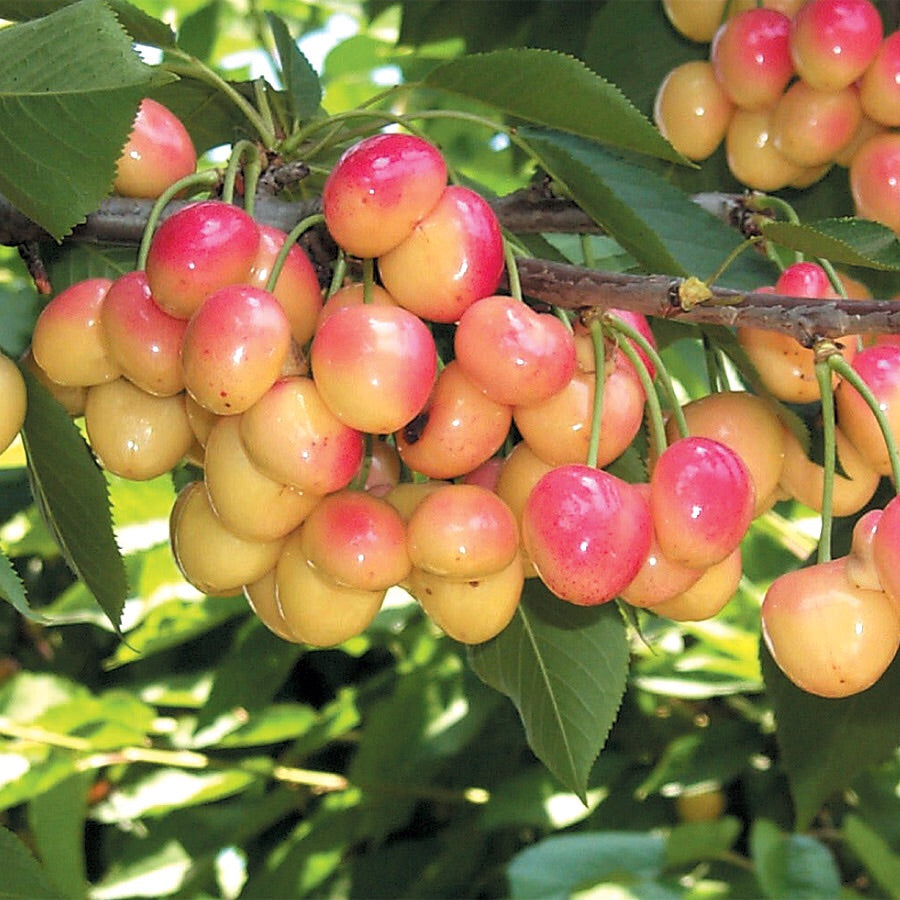 Royal Ann Cherry Tree Up to 50 pounds of sweet blonde cherries in a