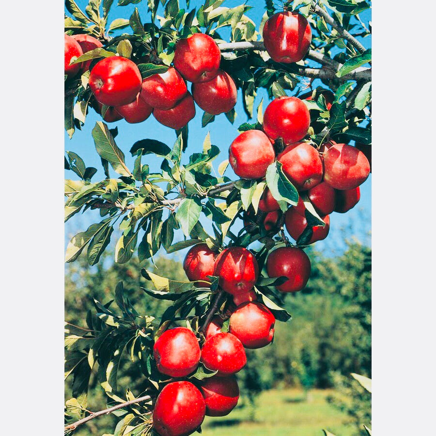 Red Delicious Apple Tree Fruit Delicious As It Is Beautiful 2 Year Online Orchards 