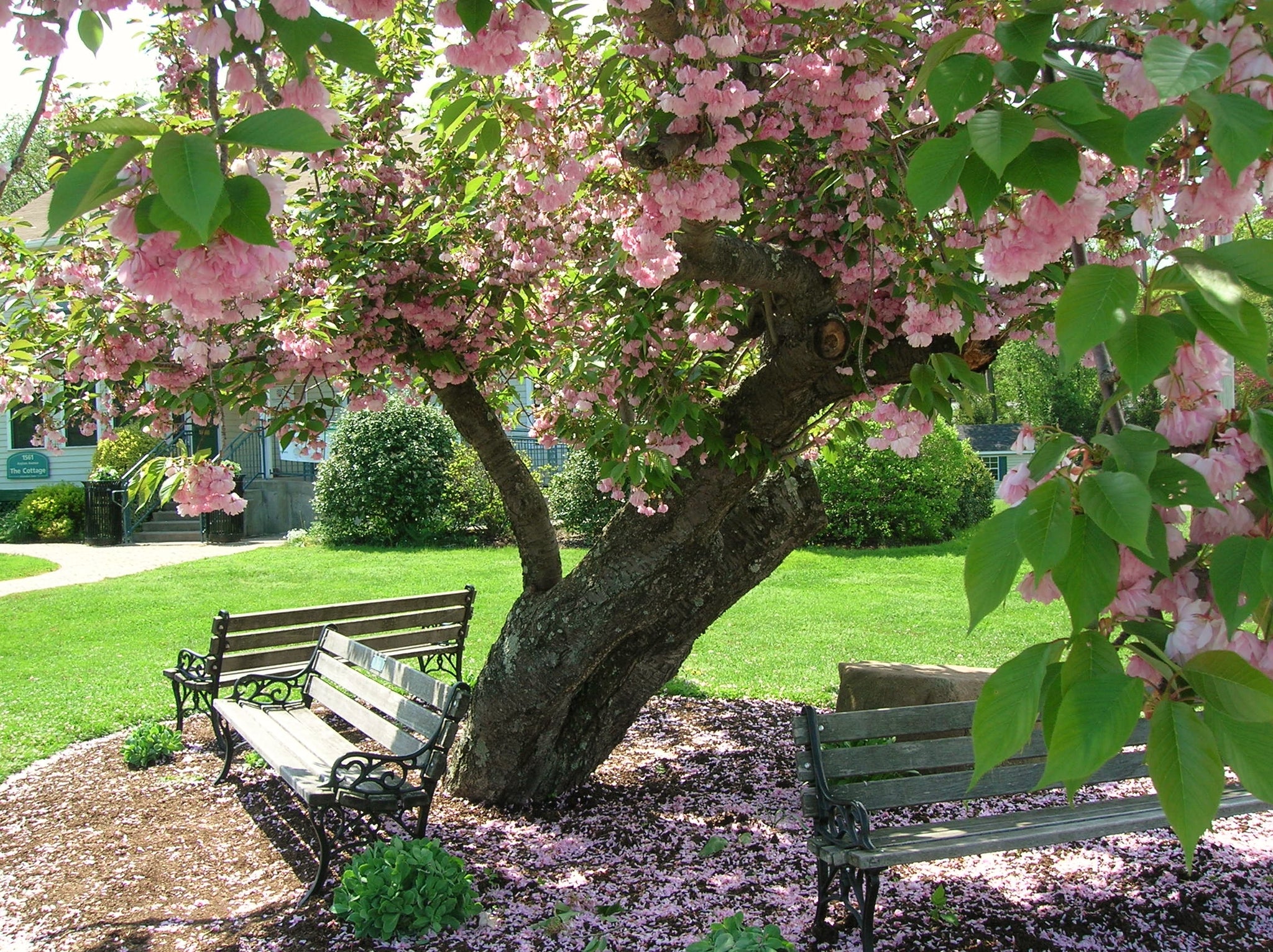 Kwanzan Cherry Blossom Tree Beautiful Large Bright Pink Globes Of