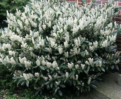 shrub luyken laurel fragrant beautful otto plantings