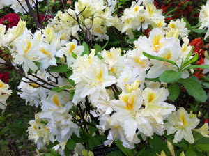 Onnodig Muildier voorzetsel Northern Hi-Lights" Azalea Shrub- Creamy-white blossoms splashed with –  Online Orchards