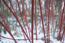 red twig dogwood companion plants