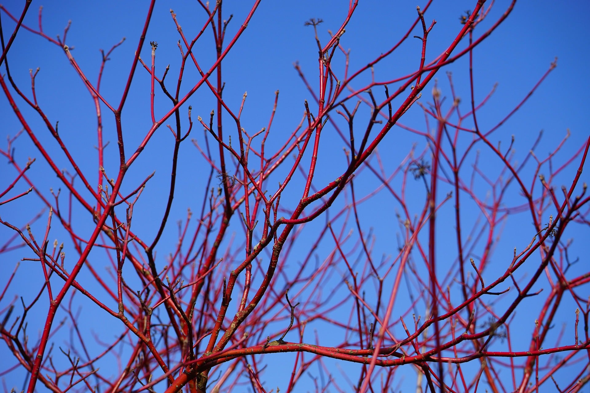 red twig dogwood companion plants