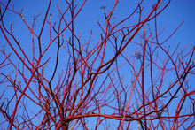 red twig dogwood companion plants