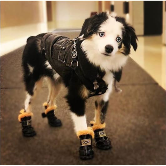 ugg jackets for dogs