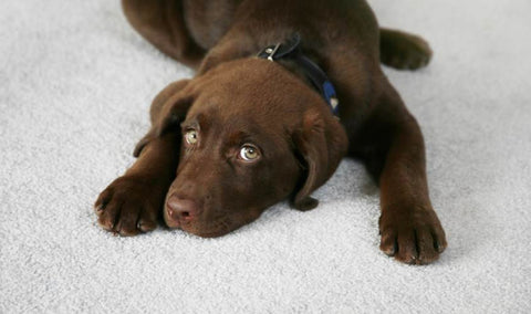brown labrador puppy on a carpet