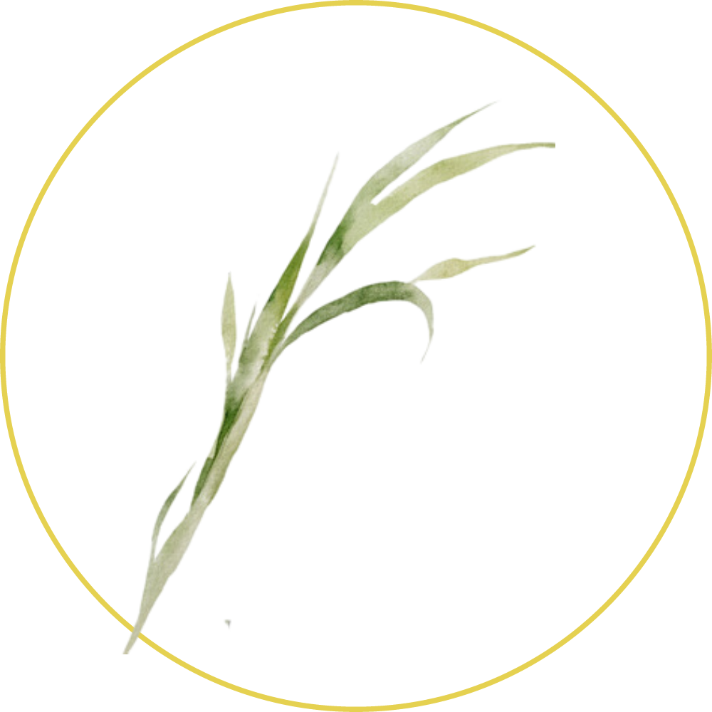 Lemongrass